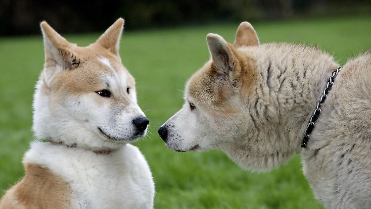 Viel Geld für die Kommunen: Die Hundesteuer wird in Deutschland von Städten und Gemeinden erhoben.