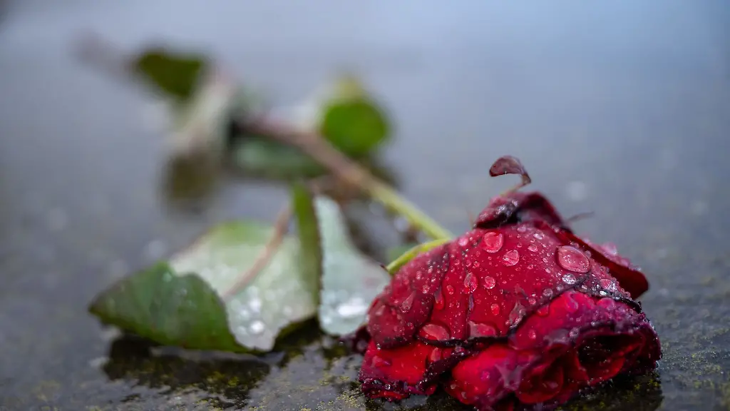 Eine-nasse-Rose-liegt-auf-einer-Stele-am-Denkmal-fuer-die-ermordeten-Juden-Europas