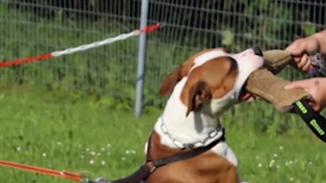 Kampfhund_Österreich.JPG