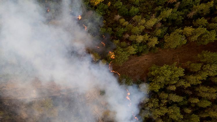 Seit August zerstörten Waldbrände mehr als sieben Prozent der Inselfläche.