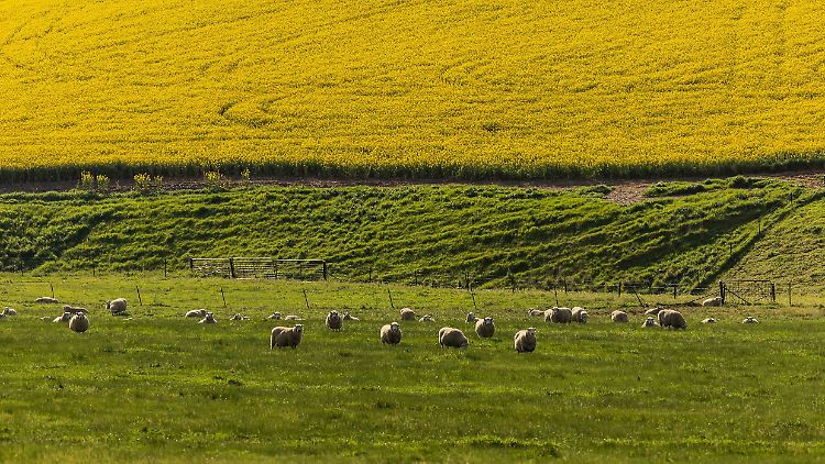 Australiens Farmern werden als Folge des Wetterphänomens "El Nino" herbe Einkommensverluste prognostiziert.