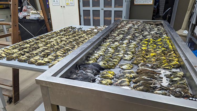 964 tote Vögel von 33 unterschiedlichen Spezies zählten die Mitarbeiter des Museums später.