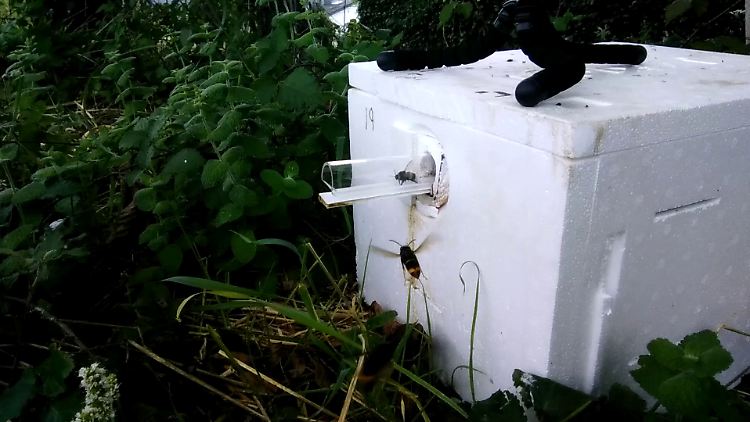 Eine Hummel (oben) und eine Asiatische Hornisse: Hummeln haben einer Studie zufolge eine erstaunliche Technik, um die Angriffe Asiatischer Hornissen abzuwehren. 