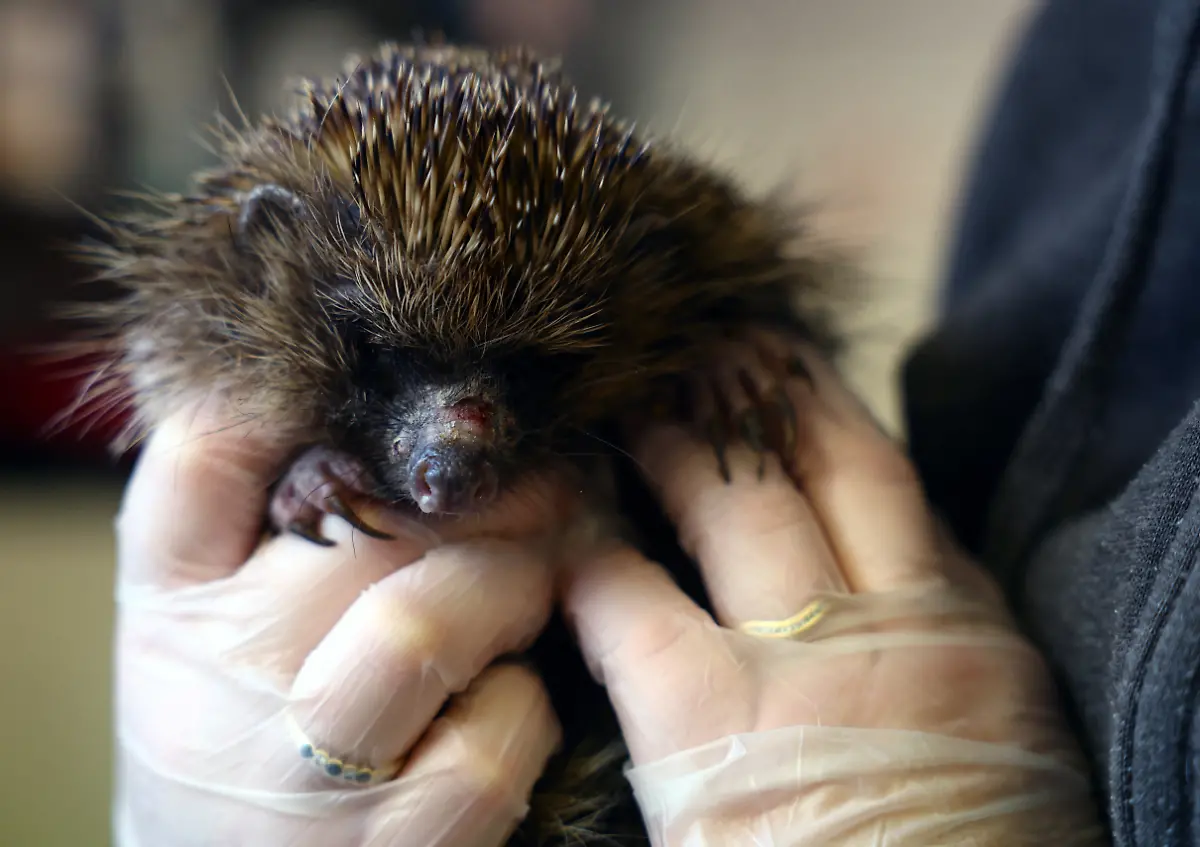 2024-01-04T083843Z-1592607779-RC2BA5AQFF8I-RTRMADP-3-BRITAIN-WEATHER-HEDGEHOGS