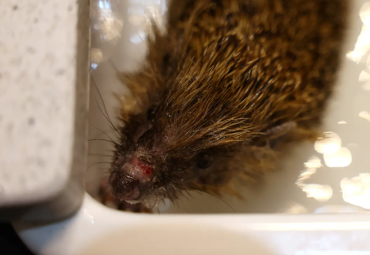 2024-01-04T083520Z-1699641325-RC2CA5A2DXTU-RTRMADP-3-BRITAIN-WEATHER-HEDGEHOGS