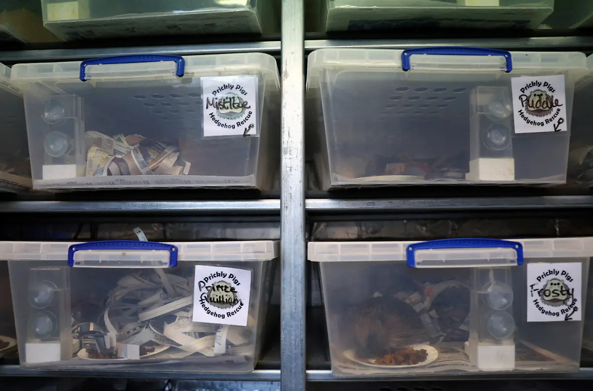 2024-01-04T084038Z-293494422-RC2BA5AJ43AP-RTRMADP-3-BRITAIN-WEATHER-HEDGEHOGS