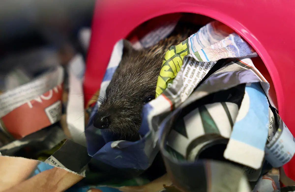 2024-01-04T083942Z-546221938-RC2BA5AY2QL8-RTRMADP-3-BRITAIN-WEATHER-HEDGEHOGS