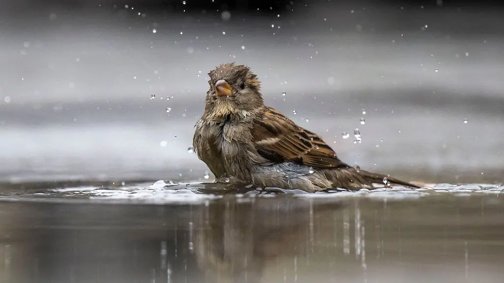 Ein-Spatz-badet-in-einer-Pfuetze