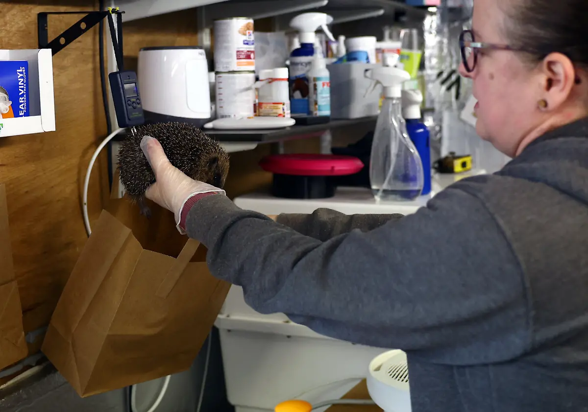 2024-01-04T083030Z-2010740698-RC2BA5AQX2W7-RTRMADP-3-BRITAIN-WEATHER-HEDGEHOGS