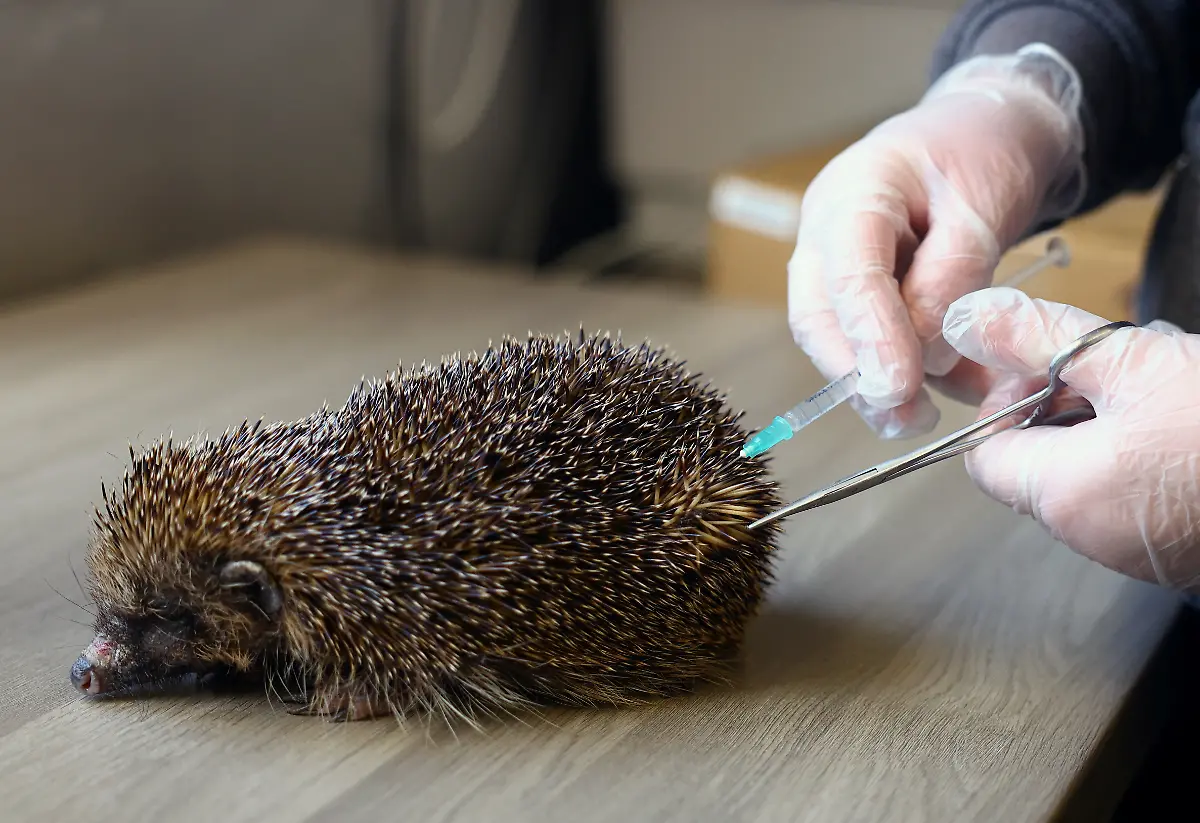 2024-01-04T085032Z-867127331-RC2BA5AW1IQ2-RTRMADP-3-BRITAIN-WEATHER-HEDGEHOGS