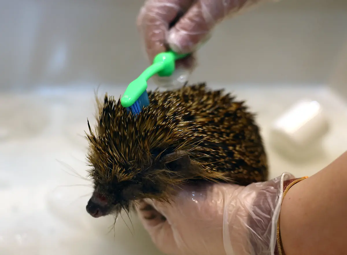 2024-01-04T083520Z-29281748-RC2CA5ANC6O6-RTRMADP-3-BRITAIN-WEATHER-HEDGEHOGS