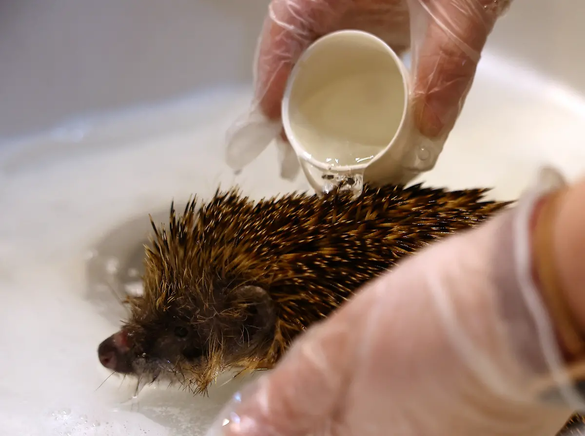 2024-01-04T083520Z-1008642365-RC2CA5A7GXDT-RTRMADP-3-BRITAIN-WEATHER-HEDGEHOGS