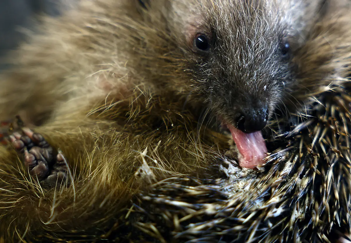 2024-01-04T083330Z-567712700-RC2BA5AHRXJL-RTRMADP-3-BRITAIN-WEATHER-HEDGEHOGS