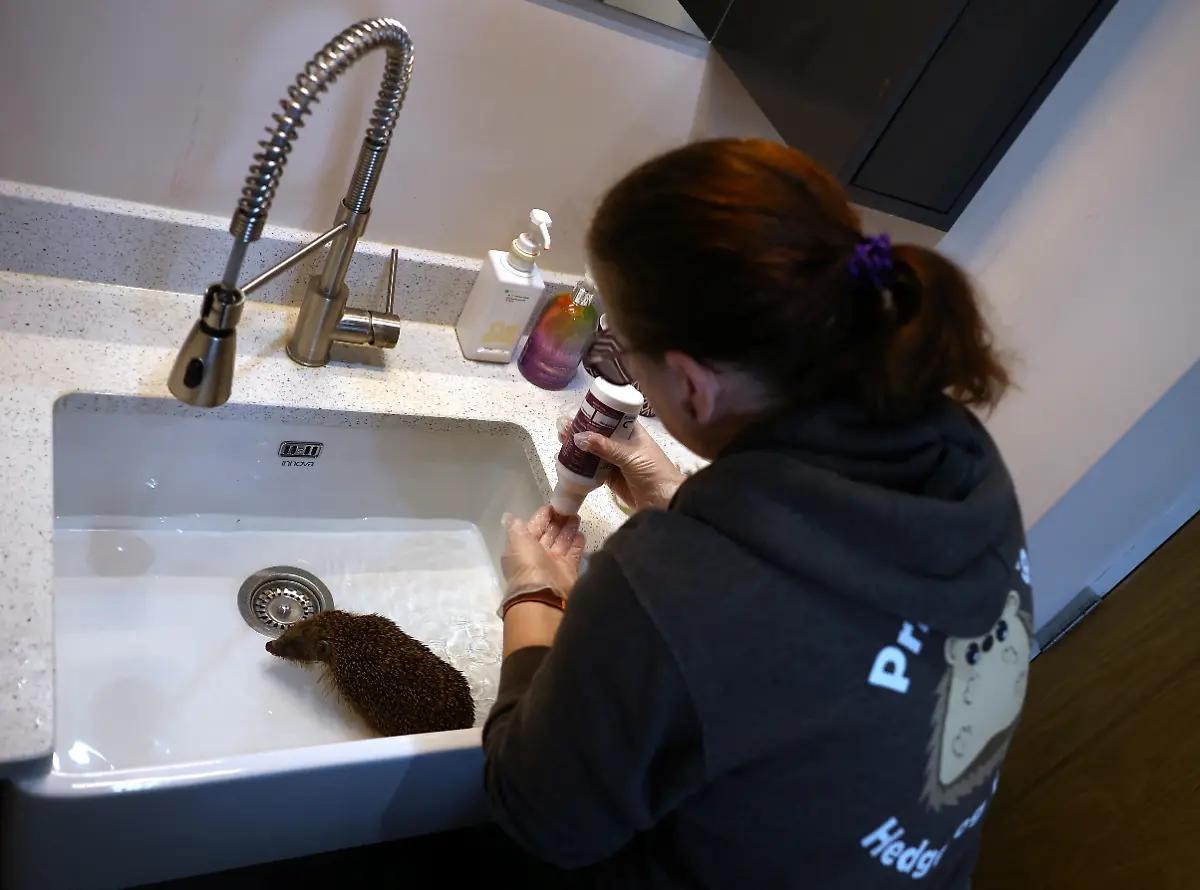 2024-01-04T083644Z-723851947-RC2CA5A12Z1M-RTRMADP-3-BRITAIN-WEATHER-HEDGEHOGS