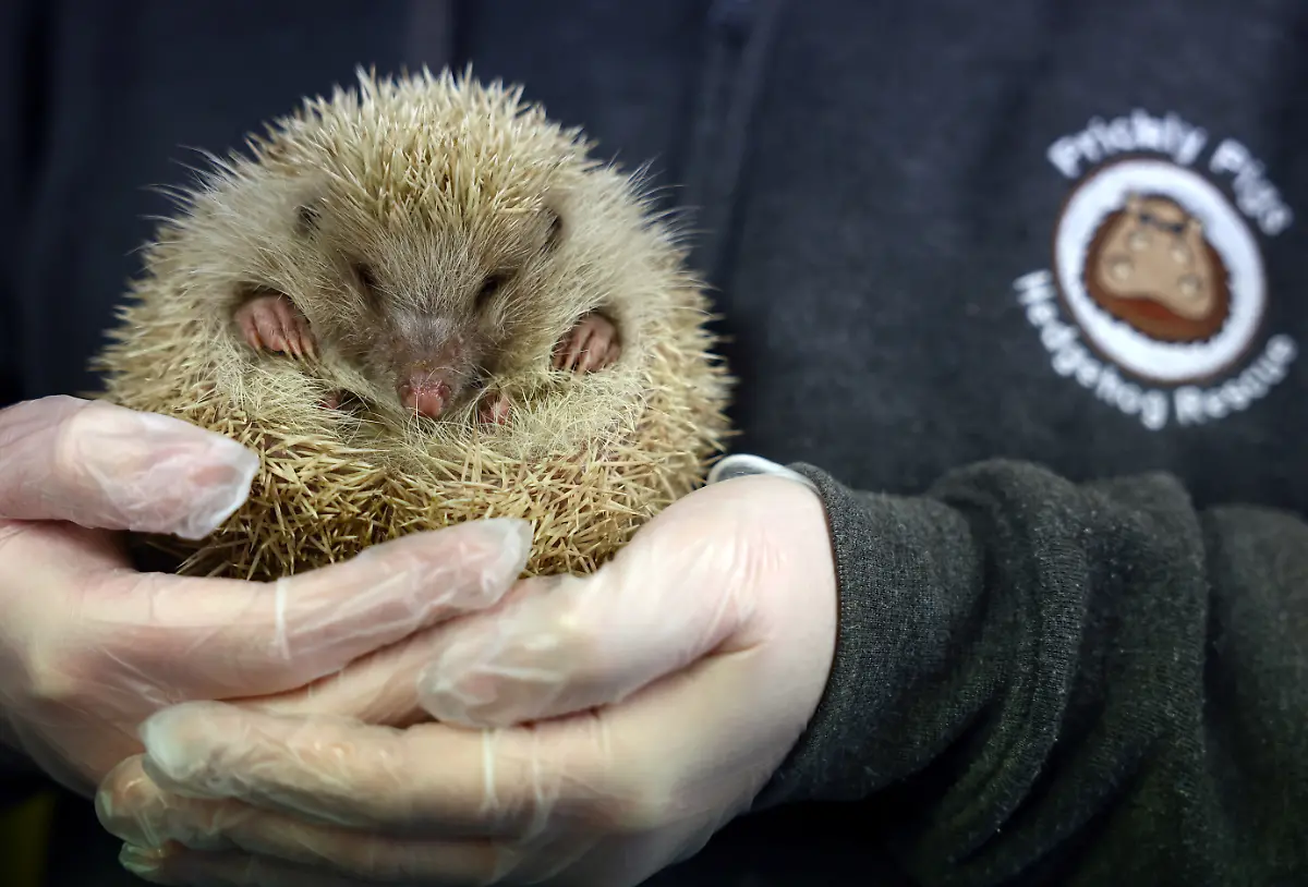 2024-01-04T083757Z-184969328-RC2BA5A7ETNU-RTRMADP-3-BRITAIN-WEATHER-HEDGEHOGS
