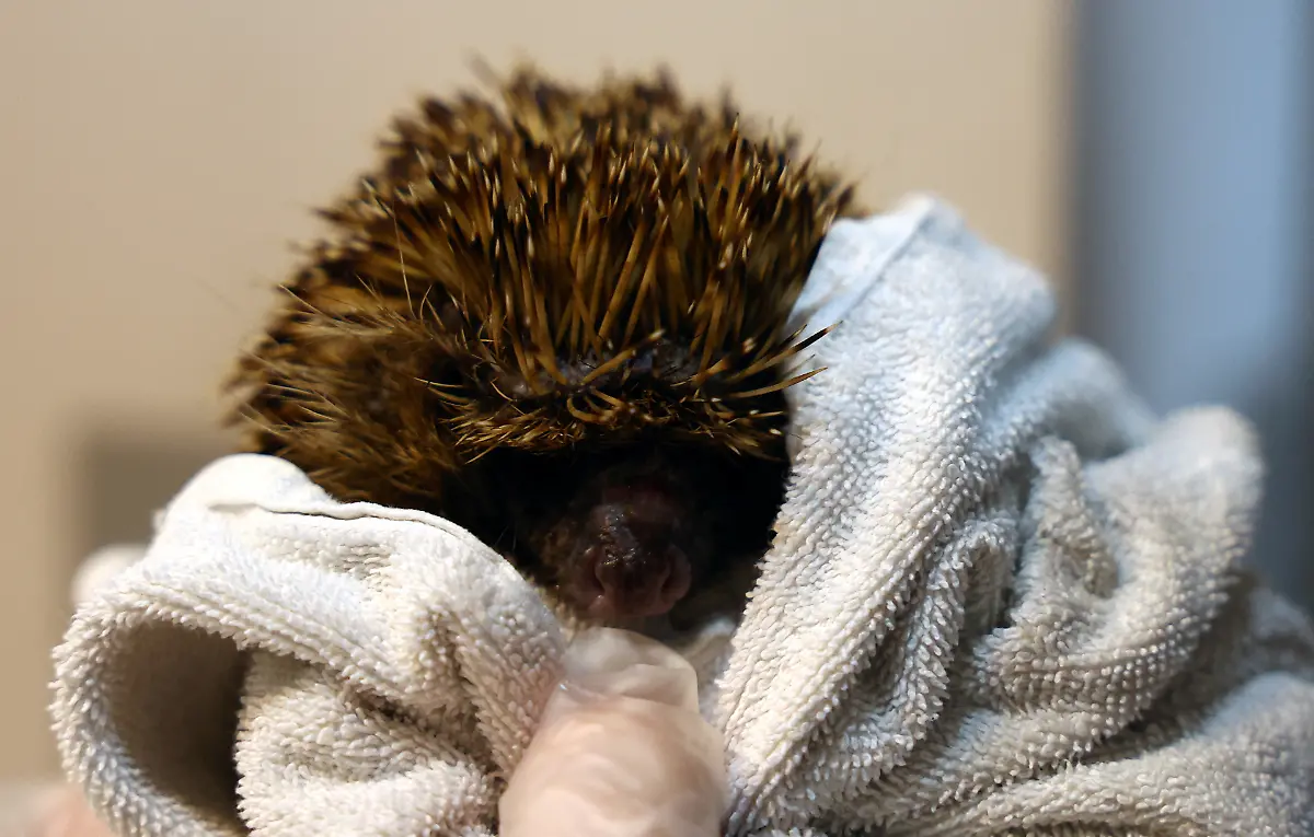 2024-01-04T083843Z-382088497-RC2CA5AY1HAB-RTRMADP-3-BRITAIN-WEATHER-HEDGEHOGS