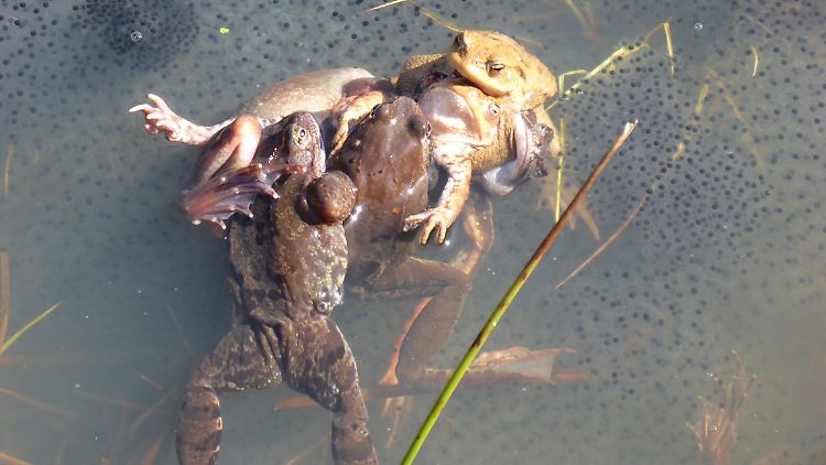 Grasfrösche bei der Paarung. In der Brutzeit umklammern oft viele Männchen ein Weibchen. Die Forscher sprechen hier von einem "Paarungsball", der für Weibchen häufig tödlich ende.