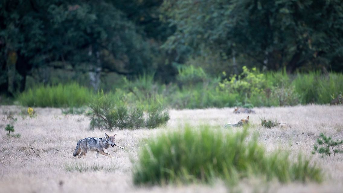 Wolfswelpen tummeln sich in der Döberitzer Heide, einer trägt einen Knochen im Maul.