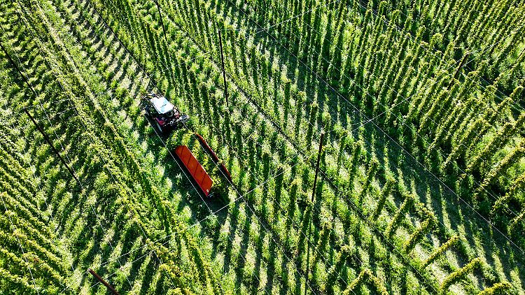 Hopfen-Ernte in Tettnang, Baden-Württemberg: Das Anbaugebiet gehört zu denen, die die Studie untersuchte.