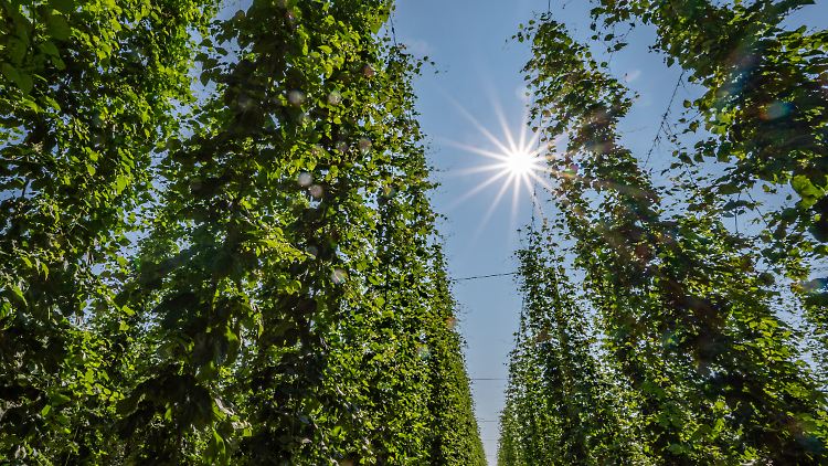 Aiglsbach in Bayern: An rund sieben Meter hohen Anlagen wächst Hopfen an Drähten nach oben. In der Hallertau liegt das größte zusammenhängende Hopfenanbaugebiet der Welt.