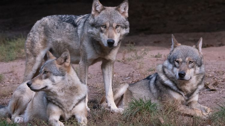 In Deutschland lebende Wölfe sollen 2022 mehr als 4000 Nutztiere verletzt oder getötet haben. 