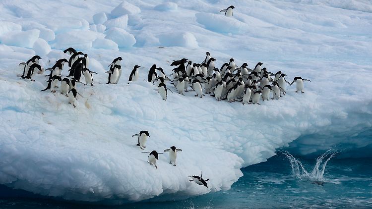 Die Pinguine haben mit dem schwindenden Meereis zu kämpfen.