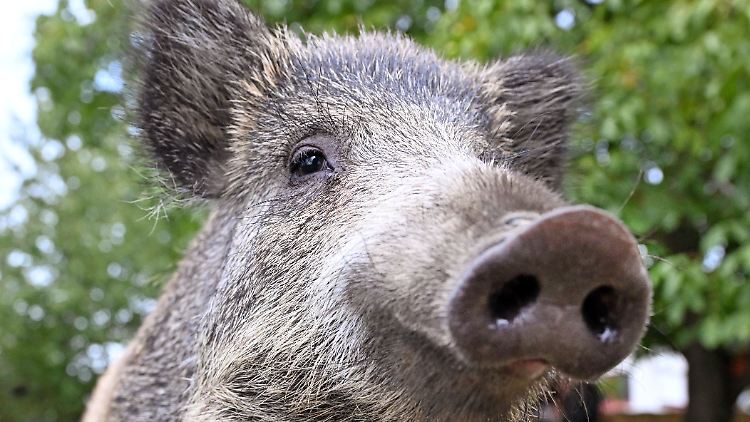 Wildschwein Friedrich Hannibal Schnitzel.