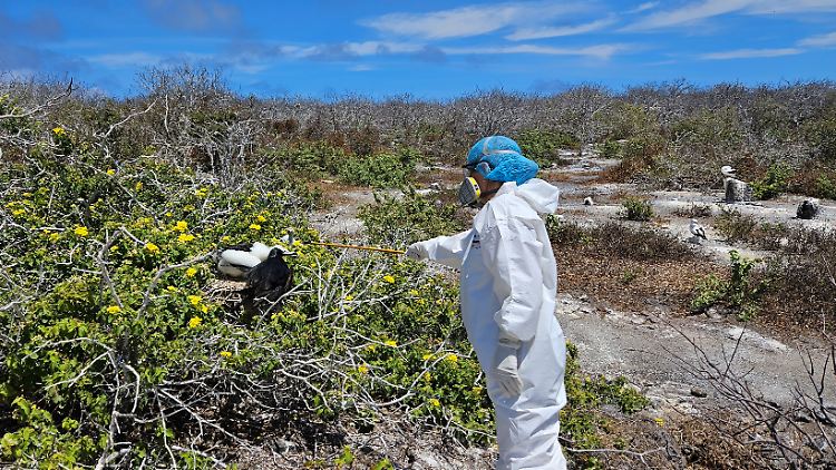 Auf Galapagos werden Vögel aufgrund einer möglichen Vogelgrippe-Infektion untersucht.