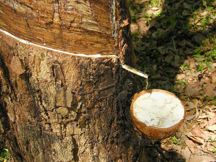 Kautschukgewinnung auf einer Plantage: Der Saft des Baumes wird auch zur Produktion von Autoreifen verwendet.