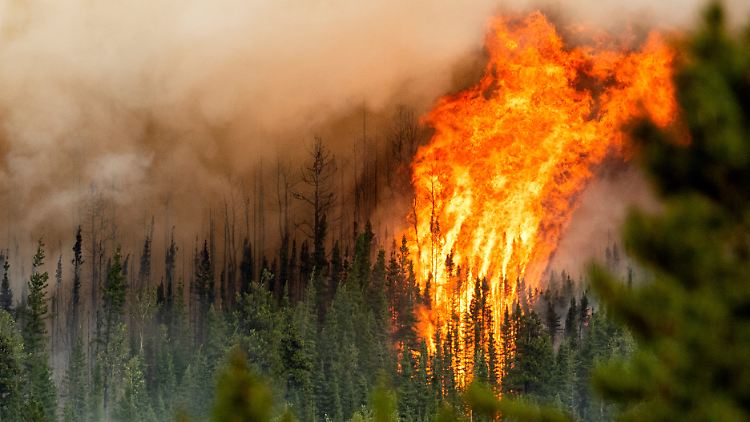 Vor allem Landwirtschaft, Straßenbau, Brände und kommerzielles Holzfällen seien die Treiber der Waldzerstörung, heißt es in dem Bericht.