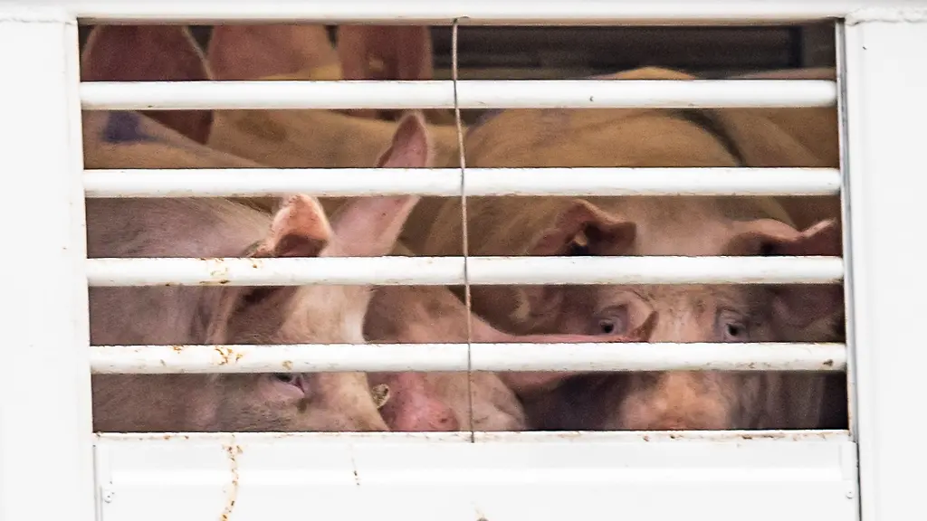 Schweine-draengen-sich-in-einem-Transporter-der-auf-das-Betriebsgelaende-der-Firma-Toennies-faehrt