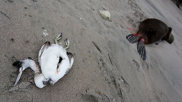 Ein toter Seevogel neben einer toten Mähnenrobbe, die vermutlich an der Vogelgrippe gestorben ist, an einem Atlantikstrand in Patagonien, Argentinien (Bild von Ende August).