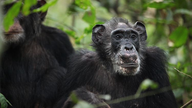 Ma Rainey, ein "postreproduktives" Weibchen der Ngogo-Schimpansengemeinschaft im Kibale-Nationalpark, Uganda.