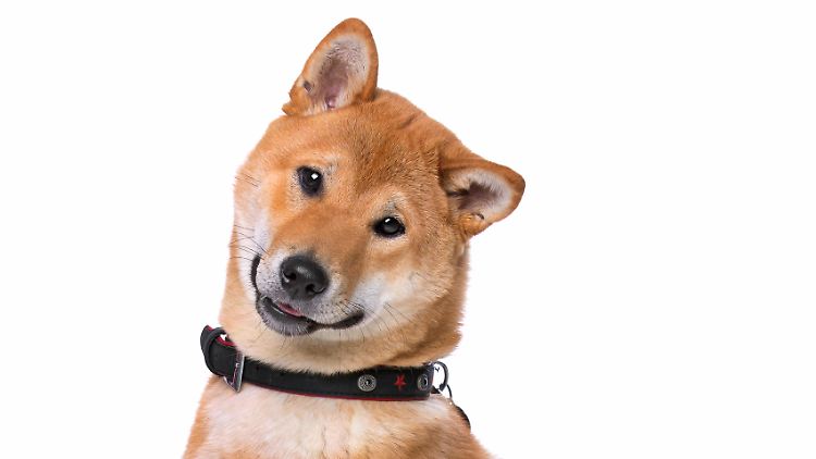 Immerhin ist der Hunde-Bot selbstkritisch: Dai-chan ist der japanischen Rasse Shiba Inu nachempfunden. 