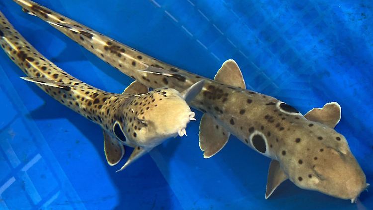 Schnell im Wasser, langsam bei der Evolution: der Epaulettenhai.