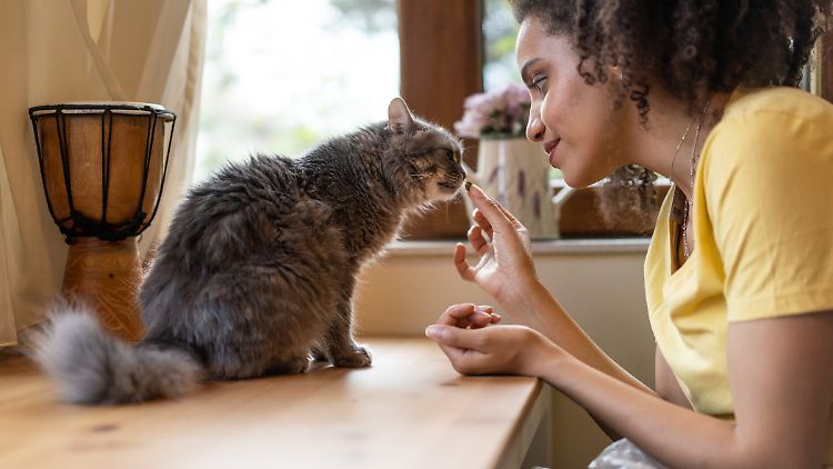 Katzen sind wählerisch - das richtige Futter schmeckt dem Stubentiger und ist gesund. 