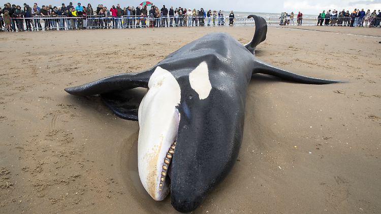 Das Vorkommen eines Orcas in der südlichen Nordsee ist außergewöhnlich.