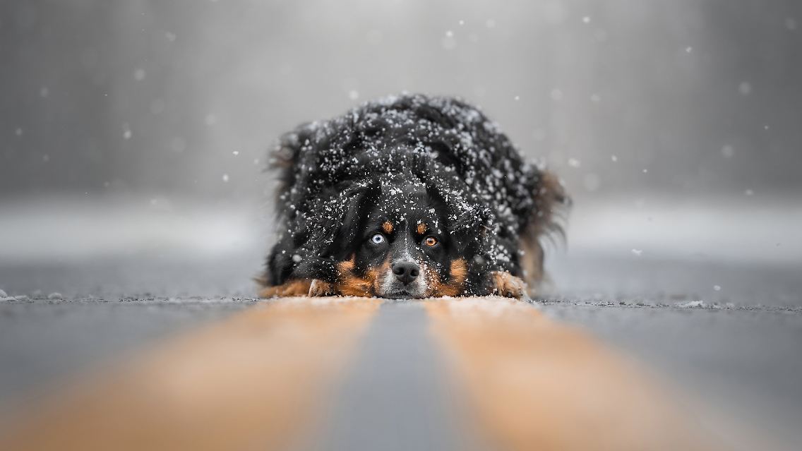 Schnee spielt auch in der Aufnahme von Grace Fieselman (2. Platz "Porträt & Landscape") eine Rolle. Gebannt aber werden Betrachter und Betrachterinnen vielmehr von den Augen des Hundes – und die sind alles andere als monochromatisch.