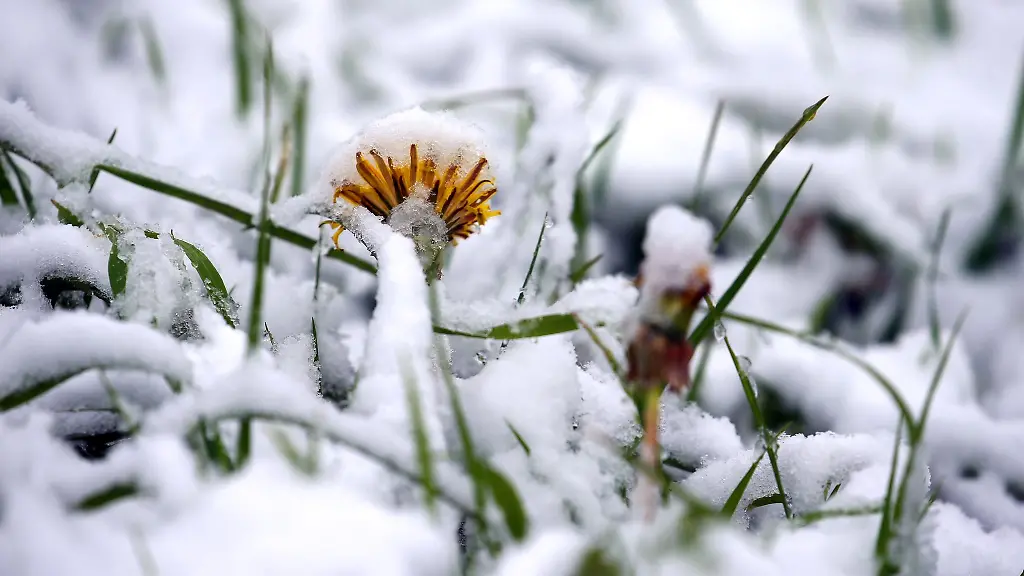 Schnee-liegt-auf-einer-Wiese-mit-bluehendem-Loewenzahn