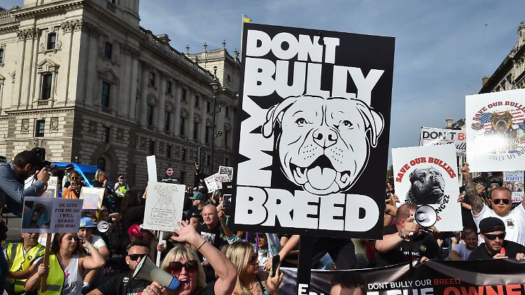 Für American XL Bullys gilt bald unter anderem eine Maulkorbpflicht.