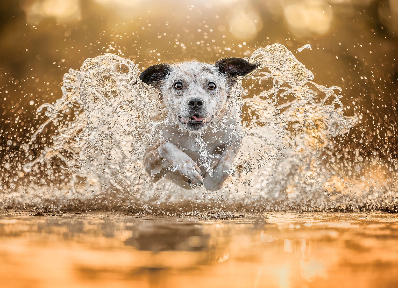 Auch in diesem Jahr haben Hundefans aus aller Welt wieder zur Kamera gegriffen ...