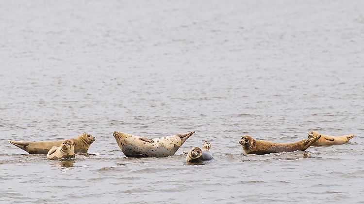 Seehunde auf einer Sandbank vor Baltrum.