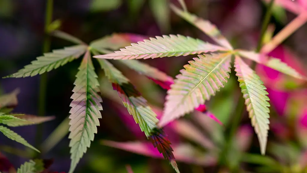 Eine-Cannabis-Pflanze-wird-von-violettem-Licht-beleuchtet