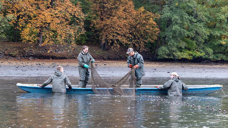 in vielen Regionen  - wie hier in Sachsen - haben die Fischer in diesen Tagen mit dem Abfischen der Teiche begonnen.