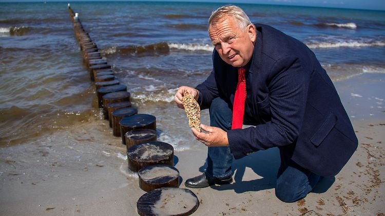 Till Backhaus wurde im Laufe seiner Amtszeit in vielen Lebenslagen fotografiert: Hier begutachtet er zerstörtes Buhnenteil am Strand von Hiddensee.