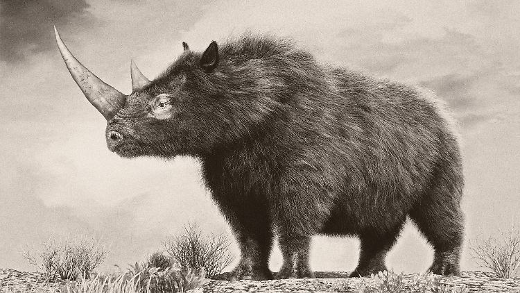Die Darstellung zeigt, wie ein Wollnashorn in der Eiszeit ausgesehen haben könnte. 