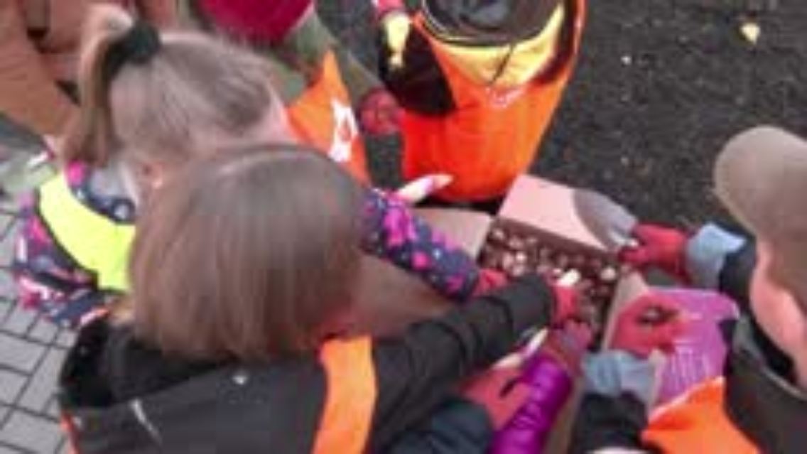 An einer Grundschule in Irpin pflanzen die Kinder Tulpen für den Frühling.