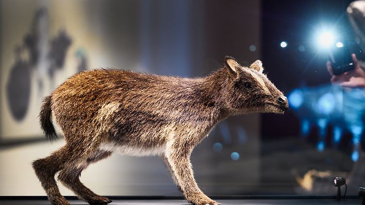 Das Bild zeigt das aufwendig rekonstruierte Urpferd im Hessischen Landesmuseum Darmstadt.