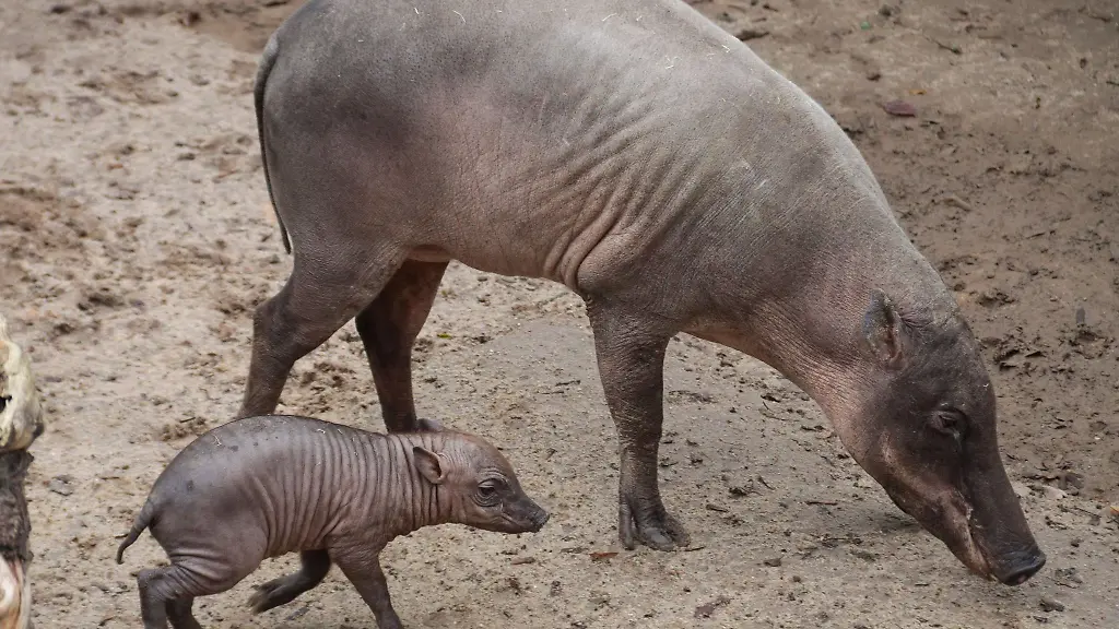 Das-Bild-zeigt-das-neu-geborene-Hirscheber-Ferkel-das-mit-seiner-Mutter-die-Aussenanlage-erkundet