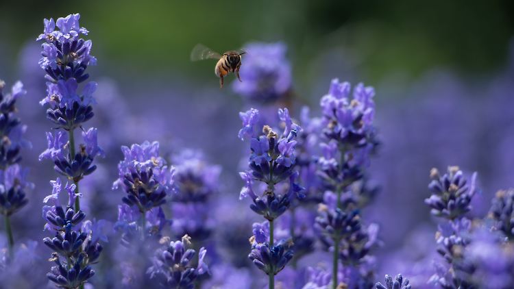 Indien will "Bienenkrieger" an der Grenze zu Bangladesch einsetzen. 